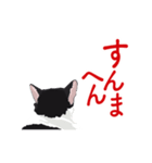 関西弁を喋るハチワレ猫（個別スタンプ：3）
