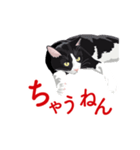 関西弁を喋るハチワレ猫（個別スタンプ：4）