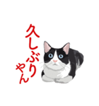 関西弁を喋るハチワレ猫（個別スタンプ：5）
