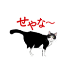 関西弁を喋るハチワレ猫（個別スタンプ：6）