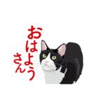 関西弁を喋るハチワレ猫（個別スタンプ：7）