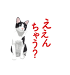 関西弁を喋るハチワレ猫（個別スタンプ：8）