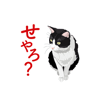 関西弁を喋るハチワレ猫（個別スタンプ：9）