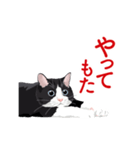 関西弁を喋るハチワレ猫（個別スタンプ：10）