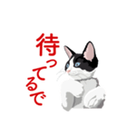 関西弁を喋るハチワレ猫（個別スタンプ：11）