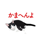 関西弁を喋るハチワレ猫（個別スタンプ：12）