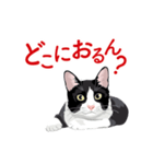 関西弁を喋るハチワレ猫（個別スタンプ：13）