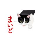 関西弁を喋るハチワレ猫（個別スタンプ：14）