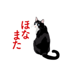 関西弁を喋るハチワレ猫（個別スタンプ：15）