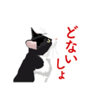 関西弁を喋るハチワレ猫（個別スタンプ：16）