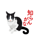 関西弁を喋るハチワレ猫（個別スタンプ：18）