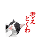 関西弁を喋るハチワレ猫（個別スタンプ：19）