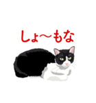 関西弁を喋るハチワレ猫（個別スタンプ：20）