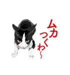 関西弁を喋るハチワレ猫（個別スタンプ：22）