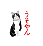関西弁を喋るハチワレ猫（個別スタンプ：23）