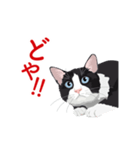 関西弁を喋るハチワレ猫（個別スタンプ：25）