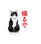 関西弁を喋るハチワレ猫（個別スタンプ：26）