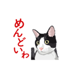 関西弁を喋るハチワレ猫（個別スタンプ：27）