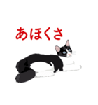関西弁を喋るハチワレ猫（個別スタンプ：28）