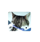 猫の日常part2（個別スタンプ：1）