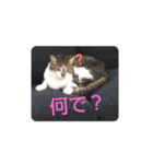 猫の日常part2（個別スタンプ：2）