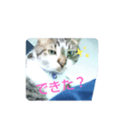 猫の日常part2（個別スタンプ：3）