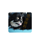 猫の日常part2（個別スタンプ：4）