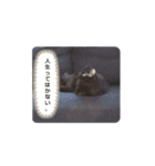 猫の日常part2（個別スタンプ：5）