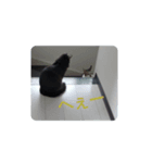 猫の日常part2（個別スタンプ：6）