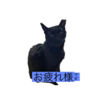 ネコの根っこ。（個別スタンプ：7）