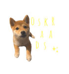 きなこのすたんぷ、❷（個別スタンプ：1）