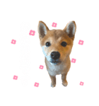 きなこのすたんぷ、❷（個別スタンプ：5）