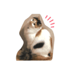にゃんneko☆（個別スタンプ：3）