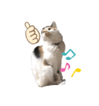 にゃんneko☆（個別スタンプ：4）