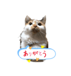 にゃんneko☆（個別スタンプ：6）