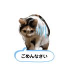 にゃんneko☆（個別スタンプ：7）