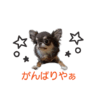 関西弁ver 犬スタンプ（個別スタンプ：1）