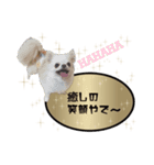 関西弁ver 犬スタンプ（個別スタンプ：6）