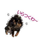 関西弁ver 犬スタンプ（個別スタンプ：11）