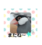 桜文鳥なスタンプ（個別スタンプ：7）