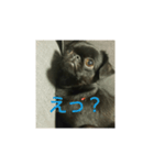 プチブラバンソンあんこちゃん2（個別スタンプ：1）