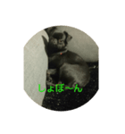プチブラバンソンあんこちゃん2（個別スタンプ：2）