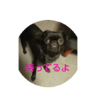 プチブラバンソンあんこちゃん2（個別スタンプ：3）