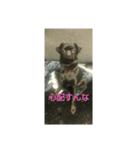 プチブラバンソンあんこちゃん2（個別スタンプ：7）