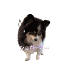 ポメポメパラダイス（個別スタンプ：3）
