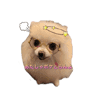 ポメポメパラダイス（個別スタンプ：4）