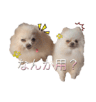 ポメポメパラダイス（個別スタンプ：5）
