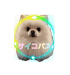 ポメポメパラダイス（個別スタンプ：8）