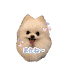 ポメポメパラダイス（個別スタンプ：12）