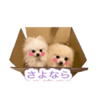 ポメポメパラダイス（個別スタンプ：13）